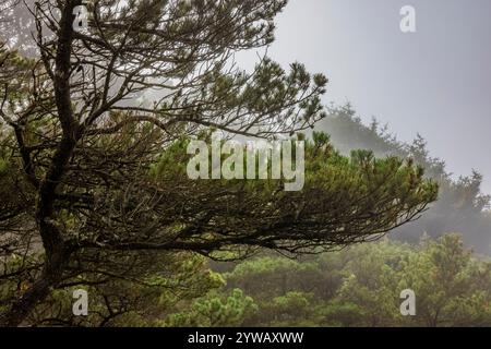 Kiefer, Pinus contorta var. Contorta, blüht an der Küste von Oregon, USA Stockfoto