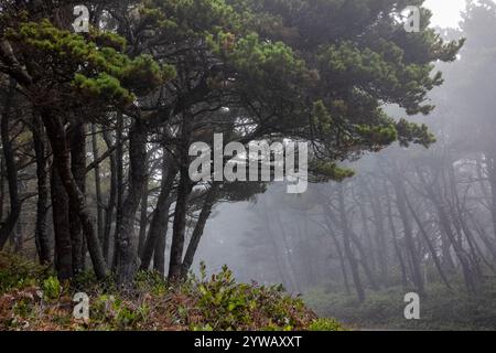 Kiefer, Pinus contorta var. Contorta, Wald entlang der Oregon Coast nördlich von Waldport, USA Stockfoto