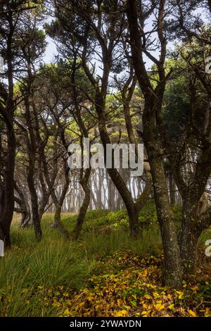 Kiefer, Pinus contorta var. Contorta, Wald entlang der Oregon Coast südlich von Waldport, USA Stockfoto