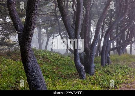 Kiefer, Pinus contorta var. Contorta, Wald entlang der Oregon Coast südlich von Waldport, USA Stockfoto