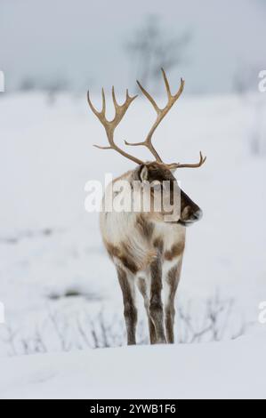 Tromso, Norwegen - 15. März 2012: Skandinavische Rentiere (Rangifer tarandus) auf der Suche nach Nahrung im Winter im Schnee, Tromso Gebiet, Norwegen Stockfoto