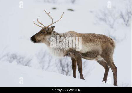 Tromso, Norwegen - 15. März 2012: Skandinavische Rentiere (Rangifer tarandus) auf der Suche nach Nahrung im Winter im Schnee, Tromso Gebiet, Norwegen Stockfoto