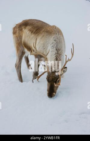 Tromso, Norwegen - 15. März 2012: Skandinavische Rentiere (Rangifer tarandus) auf der Suche nach Nahrung im Winter im Schnee, Tromso Gebiet, Norwegen Stockfoto