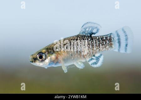 Männchen von Aphanius iberus, einer Mückenfischart, die seit der Einführung der amerikanischen Mücke im Mittelmeer derzeit gefährdet ist Stockfoto