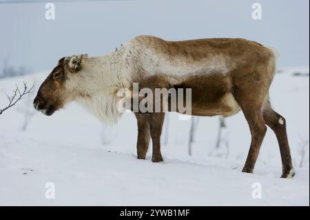 Tromso, Norwegen - 15. März 2012: Skandinavische Rentiere (Rangifer tarandus) auf der Suche nach Nahrung im Winter im Schnee, Tromso Gebiet, Norwegen Stockfoto