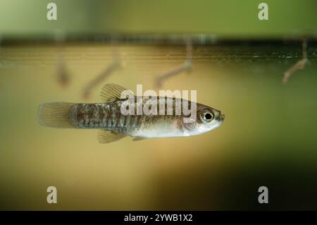 Aphanius iberus männlich, schwimmend in der Nähe von Mückenlarven potentielle Beute (Culex pipipiens). Das ist eine larvivore Mückenfischart Stockfoto
