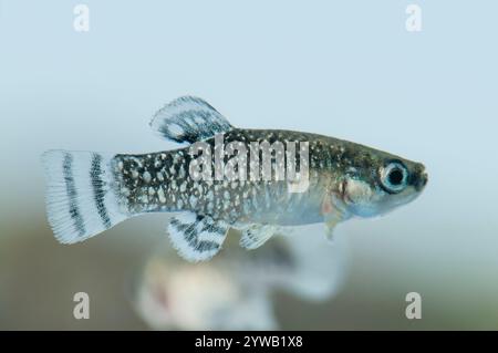 Männchen von Aphanius iberus, einer Mückenfischart, die seit der Einführung der amerikanischen Mücke im Mittelmeer derzeit gefährdet ist Stockfoto