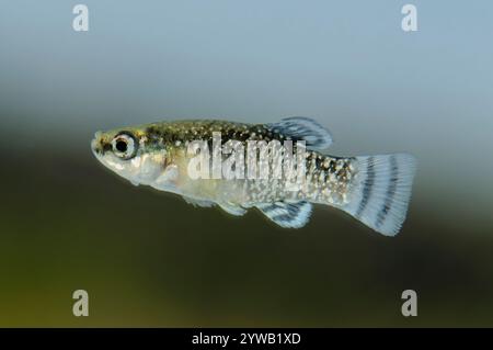 Männchen von Aphanius iberus, einer Mückenfischart, die seit der Einführung der amerikanischen Mücke im Mittelmeer derzeit gefährdet ist Stockfoto