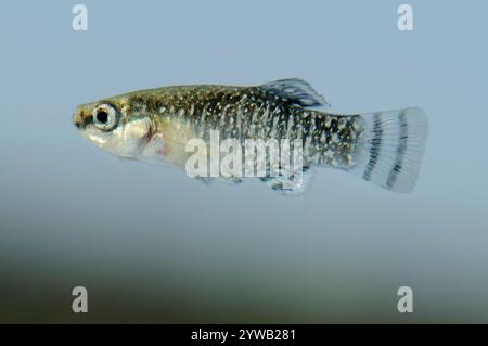 Männchen von Aphanius iberus, einer Mückenfischart, die seit der Einführung der amerikanischen Mücke im Mittelmeer derzeit gefährdet ist Stockfoto
