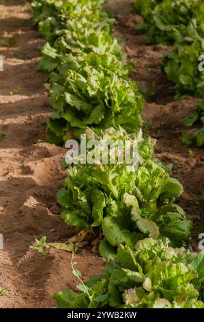 El Prat de Llobregat, Spanien - 18. April 2012: Salat (Lactuca sp.) Biologisch angebaut in einem Gewächshaus, Spanien Stockfoto