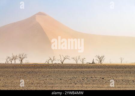 Tote Bäume und Sanddünen im Staub, Sandsturm in Sossusvlei, Namib Naukluft Nationalpark, Namibia malerische Landschaft, Afrika Stockfoto