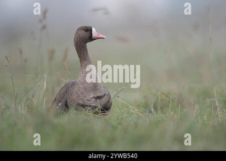 DATENSATZDATUM NICHT TYPISCH... Blässgans Anser albifrons , aufmerksame Wildgans, wilde Gans sichert ihre Umgebung, Wildgänse am Niederrhein, Deutschland *** Großwildgans / Blaessgans Anser albifrons , Erwachsene, ruhend, sitzend, im hohen Gras einer Wiese, Großwildgans Anser albifrons , Erwachsener, ruhend, sitzend, im hohen Gras einer Wiese sitzend, aufmerksam beobachten, Wildtiere, Europa. Nordrhein-Westfalen Deutschland, Westeuropa Stockfoto