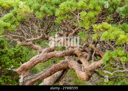 ELS Ports, Tarragona, Spanien - 23. Juli 2012: Kiefer (Pinus sylvatica) Bäume im Berg Caro in els Ports de Beseit, Spanien, geformt durch Wind und Wind Stockfoto