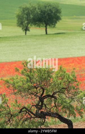 Tremp, Lleida, Spanien - 19. Mai 2012: Mandelbaum (Prunus dulcis) vor einem außergewöhnlichen Weizenfeld, das von Rotmohn (Papaver rhoeas) in SPR bedeckt ist Stockfoto