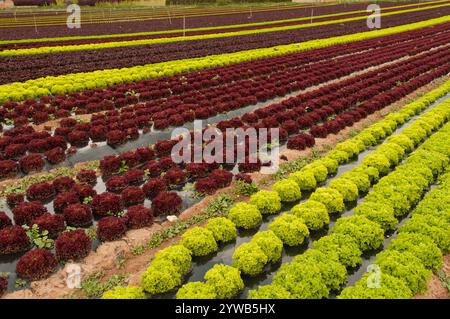 El Prat de Llobregat, Spanien - 18. April 2012: Salat (Lactuca sp.) Biologisch angebaut in einem Gewächshaus, Spanien Stockfoto