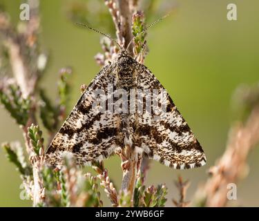 Weibliche gemeine Heidemotte (Ematurga atomaria), die auf Heidekraut thront. Tipperary, Irland Stockfoto