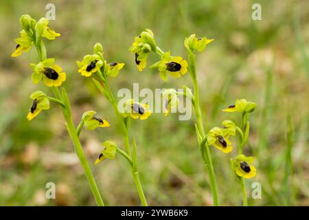 Gelbe Blumen Ophrys (Ophrys Lutea), Spanien Stockfoto