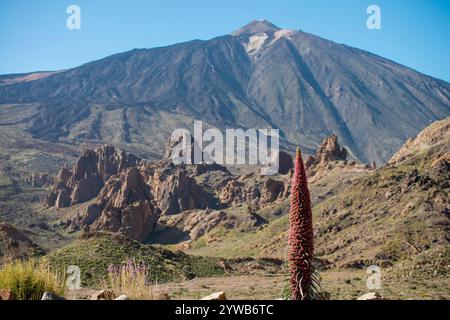 Die roten Bugloss (Tajinaste Rojo in Spanisch, Echium Wildpretii) ist eine endemische Pflanze aus dem Cañadas del Teide-Nationalpark Stockfoto