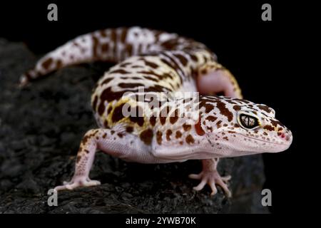 Westindischer Leopard Gecko (eublepharis fuscus) Stockfoto