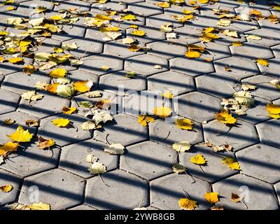 Gefallene gelbe Pappelblätter auf Steinpflaster, beleuchtet von der Sonne mit Schatten von Zäunen am sonnigen Herbsttag Stockfoto