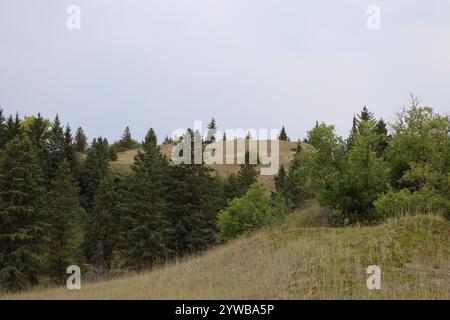 Landschaft sanfte Hügel mit gemischtem grobem Gras und borealem Wald Stockfoto