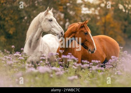 Ein kastanienbrauner Lusitano und ein weißes spanienpferd auf einer Wildblumenwiese im Herbst draußen Stockfoto