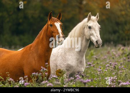 Ein kastanienbrauner Lusitano und ein weißes spanienpferd auf einer Wildblumenwiese im Herbst draußen Stockfoto