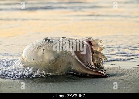 Isle Of Palms, Usa. Dezember 2024. Eine Cannonball-Qualle, die am 2. Dezember 2024 in Isle of Palms, South Carolina, von Fluten an Land gespült wurde. Kanonenkugelquallen, auch Quallen genannt, sind die Hauptnahrung für Lederschildkröten und werden oft an den Stränden im Lande gespült. Quelle: Richard Ellis/Richard Ellis/Alamy Live News Stockfoto