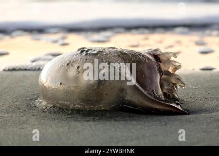 Isle Of Palms, Usa. Dezember 2024. Eine Cannonball-Qualle, die am 2. Dezember 2024 in Isle of Palms, South Carolina, von Fluten an Land gespült wurde. Kanonenkugelquallen, auch Quallen genannt, sind die Hauptnahrung für Lederschildkröten und werden oft an den Stränden im Lande gespült. Quelle: Richard Ellis/Richard Ellis/Alamy Live News Stockfoto