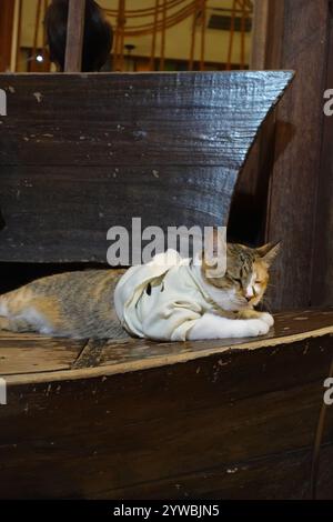 Eine gemütliche Calico-Katze in einem cremefarbenen Pullover, die sich auf einer Holzoberfläche entspannt und vor dem rustikalen Charme des Fisherman’s Village in Koh Samui, Thailand, steht. Stockfoto