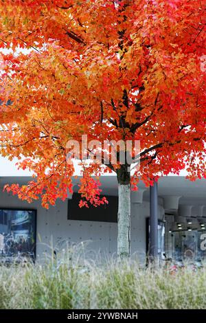 Buntes Ahornblatt in der Herbstsaison Stockfoto