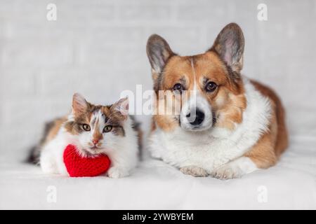 Ein paar Freunde Corgi Hund und Calico Katze liegen am valentinstag neben dem roten Herzen Stockfoto