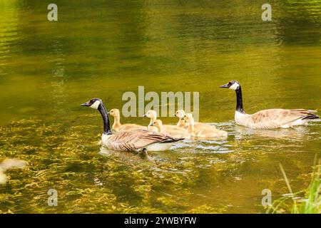 Eine Entenfamilie schwimmt in einem Teich. Die Entenmutter führt den Weg, ihre Enten folgen dicht hinter ihr. Die Szene ist friedlich und ruhig Stockfoto