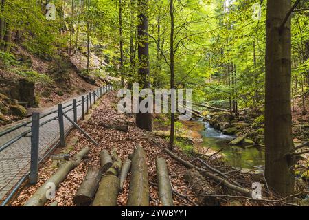 Der bezaubernde Woodland Trail schlängelt sich durch einen üppigen, grünen Wald Stockfoto