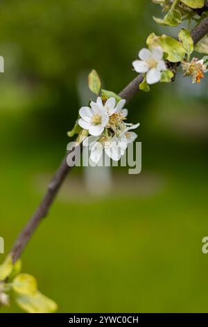 Nahaufnahme von zarten weißen Apfelblüten auf einem Zweig mit grünen Blättern vor einem lebhaften, verschwommenen Hintergrund. Frühlingserneuerung und Obstbaumblüte Stockfoto