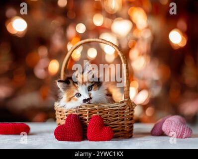 valentinskarte mit niedlichem Kätzchen, das im Korb zwischen gestrickten Herzen auf festlichem Hintergrund liegt Stockfoto