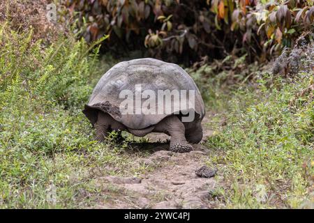 Don Fausto's Schildkröte oder Eastern Santa Cruz Schildkröte (Chelonoidis niger donfaustoi) - Media Luna, Santa Cruz. Wilder Erwachsener von hinten. Stockfoto