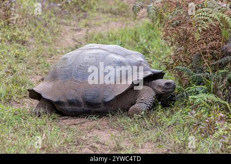 Don Fausto's Schildkröte oder Eastern Santa Cruz Schildkröte (Chelonoidis niger donfaustoi) - Media Luna, Santa Cruz. Wilde Erwachsene nebenan. Stockfoto