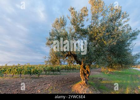 Olivenbäume, die verstreut zwischen den Weinbergen in der Penedes qualifiziert Weinregion, Spanien Stockfoto