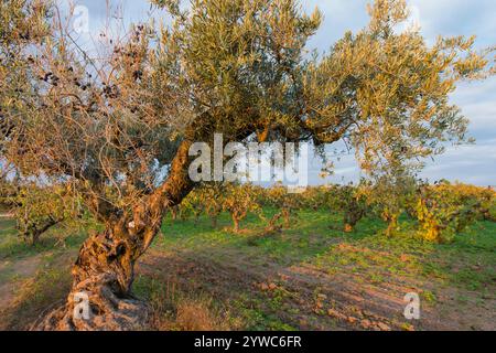 Olivenbäume, die verstreut zwischen den Weinbergen in der Penedes qualifiziert Weinregion, Spanien Stockfoto