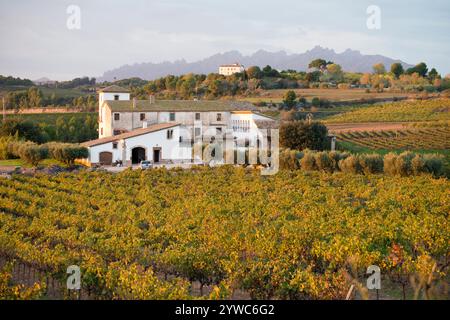 Gebäude in ausgedehnten Weinbergen in der qualifizierten Weinregion Penedes, Spanien Stockfoto