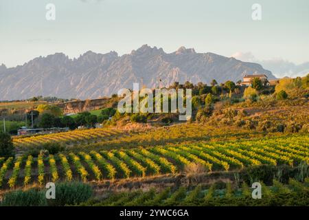 Gebäude in ausgedehnten Weinbergen in der qualifizierten Weinregion Penedes, Spanien Stockfoto