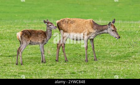 Red Deer Hind und Young Stockfoto