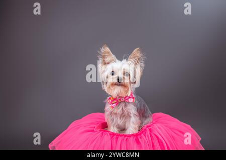 Porträt eines goldenen Teetassen-Yorkie, der vor einem grauen Hintergrund sitzt und eine Bowtie und ein Tutu trägt Stockfoto