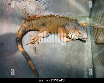 Ein großer Leguan entspannt sich auf einer texturierten Felsoberfläche und sonnt sich in einer warmen Umgebung. Die schuppige Haut zeigt leuchtende Grün- und Brauntöne, die sie in Szene setzen Stockfoto