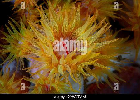 Tubastrea coccinea wachsen an einer Riffwand in der Lembeh Strait, Indonesien. Diese farbenfrohen Korallenpolypen fangen Plankton mit ihren Tentakeln ein. Stockfoto