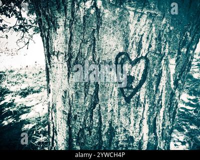 Alte Schnitzereien auf einer Eiche im Nordhouse Dunes Wilderness Area, Manistee National Forest, Michigan, USA. Stockfoto