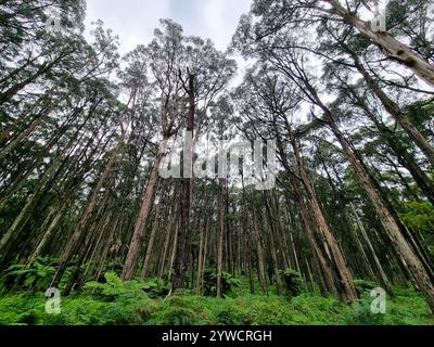 Ein Bestand von Bergaschenbäumen (Eucalyptus regnans) mit Baumfarnen (Cyathea australis) in Olinda in Mount Dandenong, Australien. Panoramablick. Stockfoto