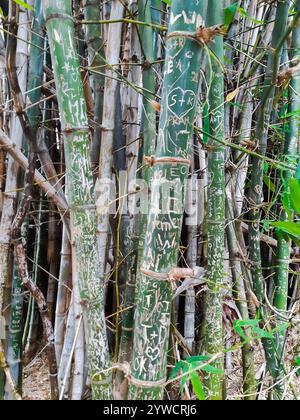 Bambusrohr mit Graffiti. Grove nahe dem menschlichen Leben. Markierungen machen. Graffiti. Gravuren an Pflanzen. Alt und neu. Umweltauswirkungen der Menschheit. Stockfoto