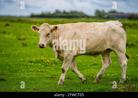 Rinderkühe, die auf Ackerland weiden. Weidekühe auf einer Wiese mit Gras. Kühe Herde auf einem Grasfeld. Reife Kuh in einem grünen Feld. Kühe, die in Natur weiden Stockfoto